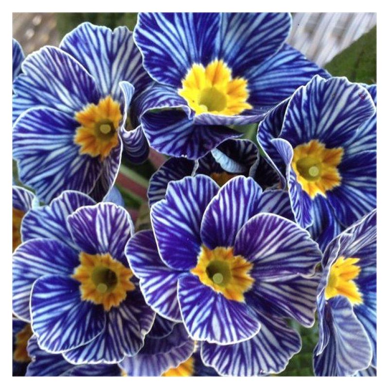 Primrose Blue Zebra - Zebra Blue Primula