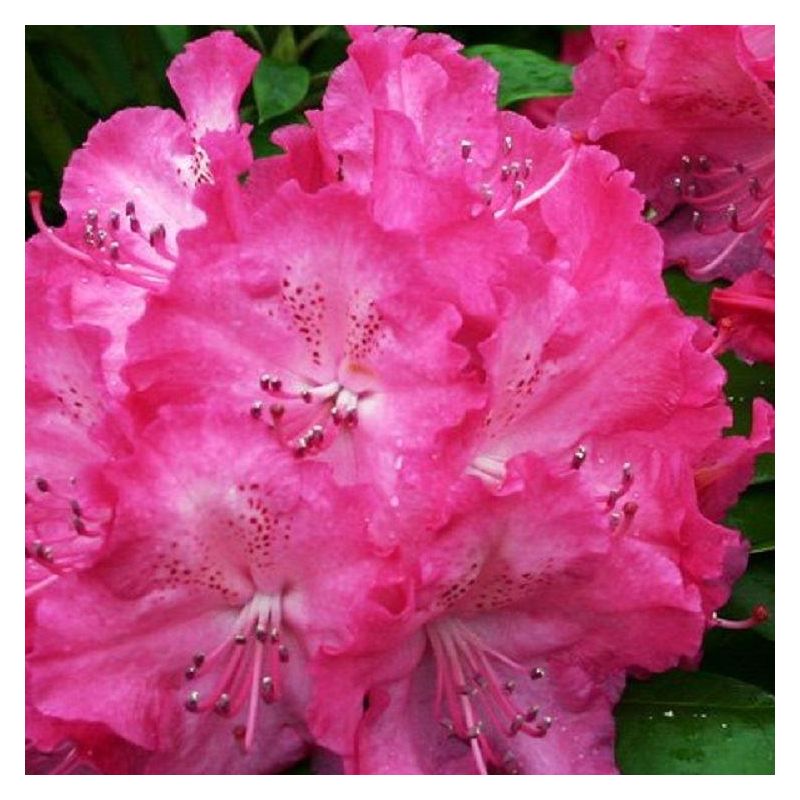 Rhododendron Germania - Patio tree circa 60-80cm