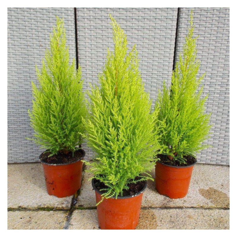 Lemon cypress deals and cats