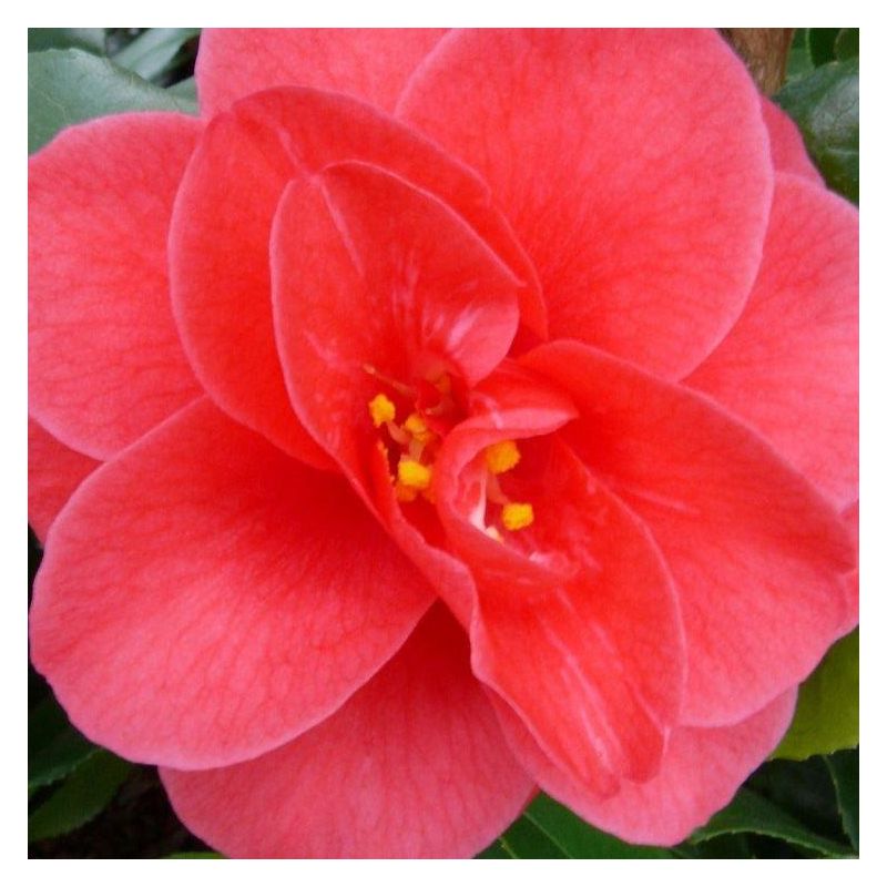 Camellia japonica Mary Williams