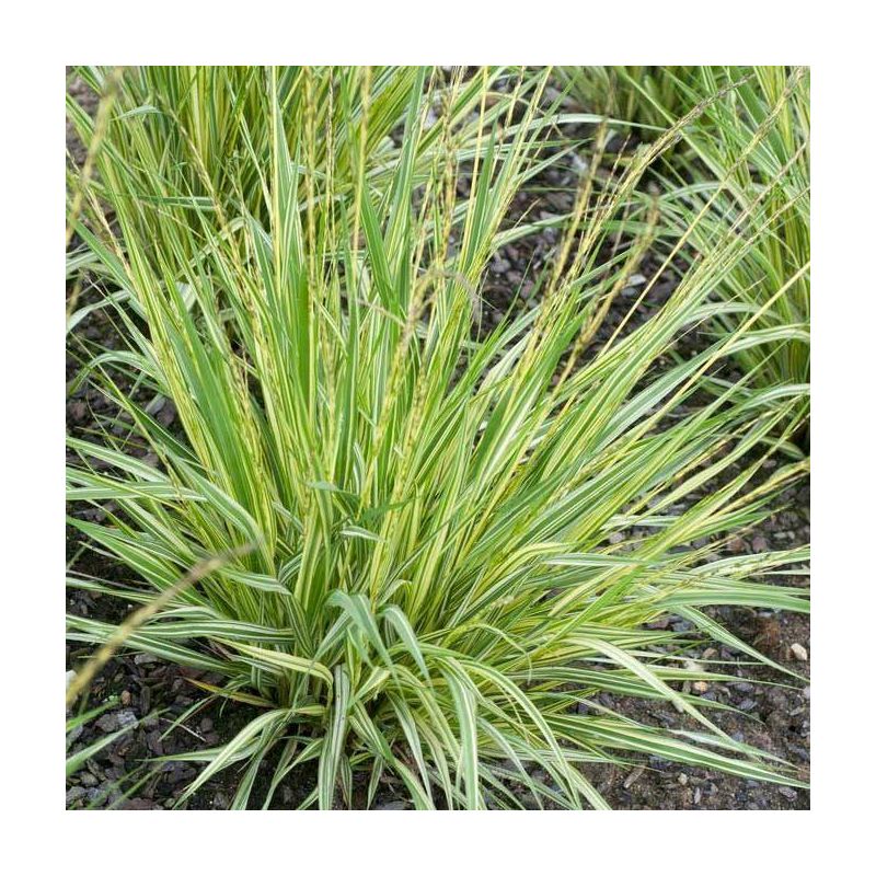 Molinia caerulea variegata