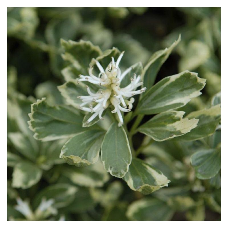 Pachysandra terminalis variegata - Variegated Japanese Spurge