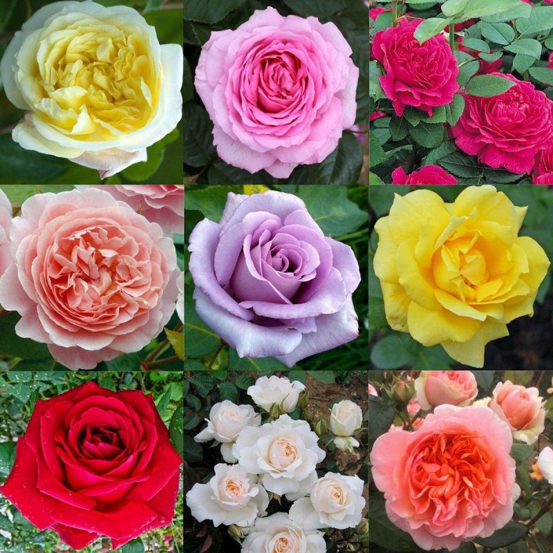 Must Have Roses Luxury Garden Roses - Premier Collection - Pack of FOUR Different Bush ...