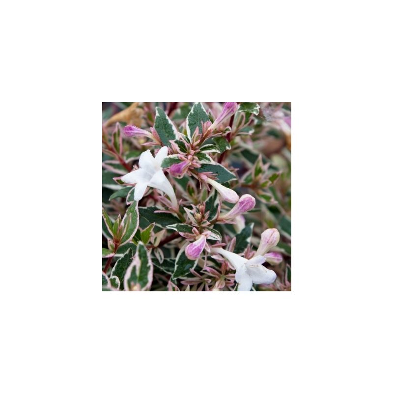 pink tomato plants Wonderstar Pink F1 Untreated Tomato Seeds main image 0