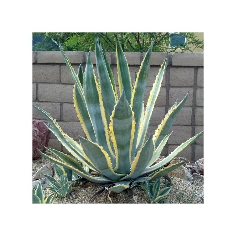 Agave Americana Variegata - American Aloe - Century Plant - LARGE