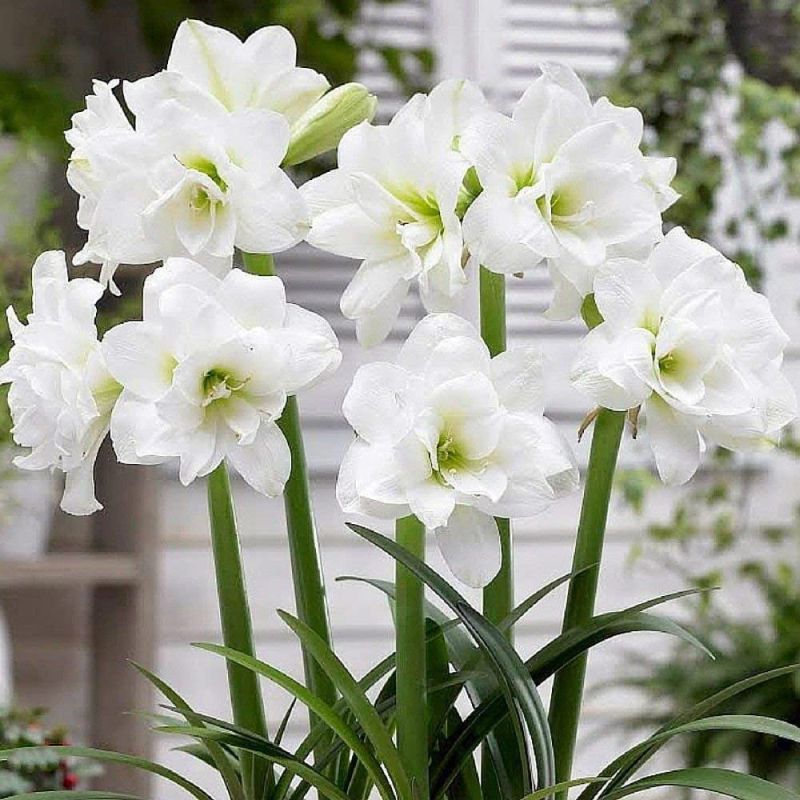 Amaryllis Bulbe Double White - 1 Pièce - Bulbes à Fleurs