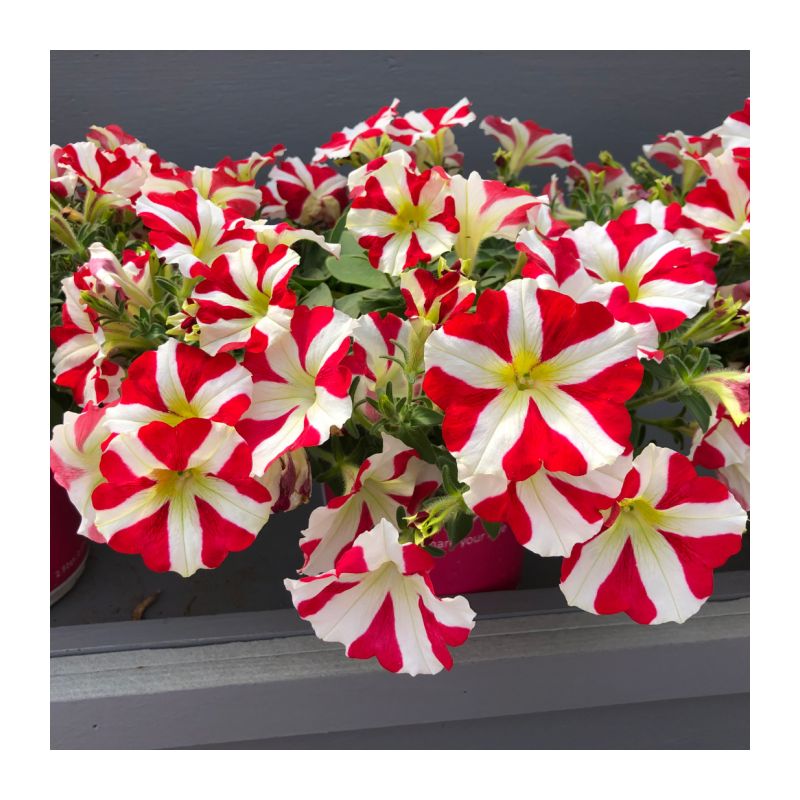 Petunia Amore King of Hearts