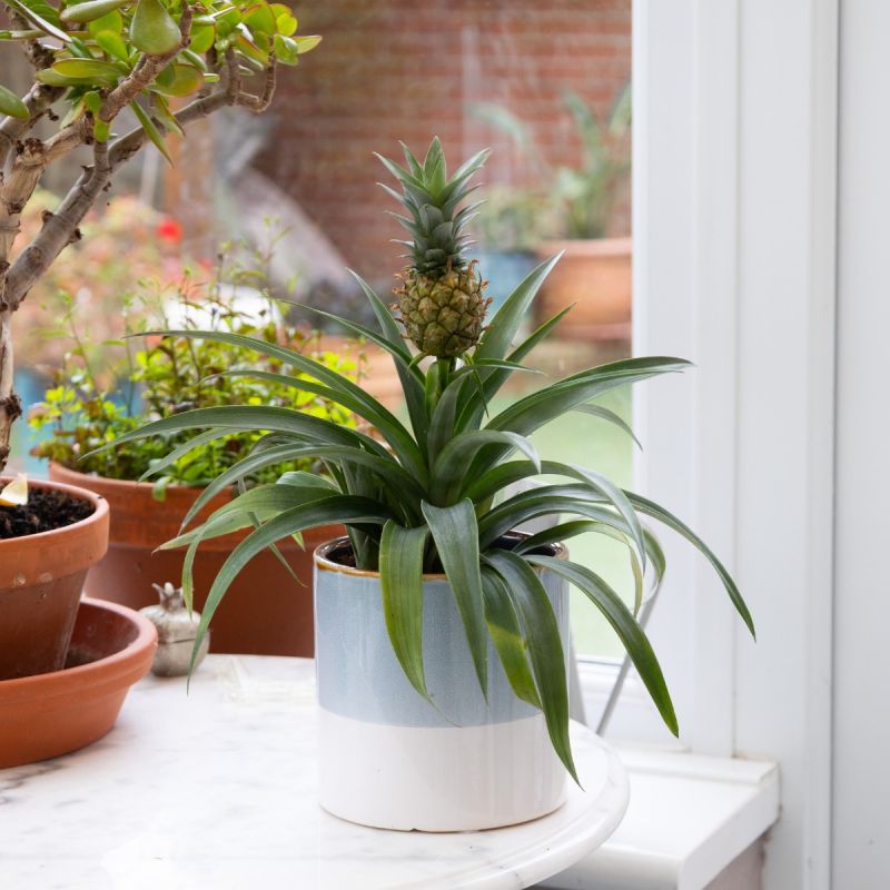 money tree plant indoor or outdoor Money Tree | Indoor Plants