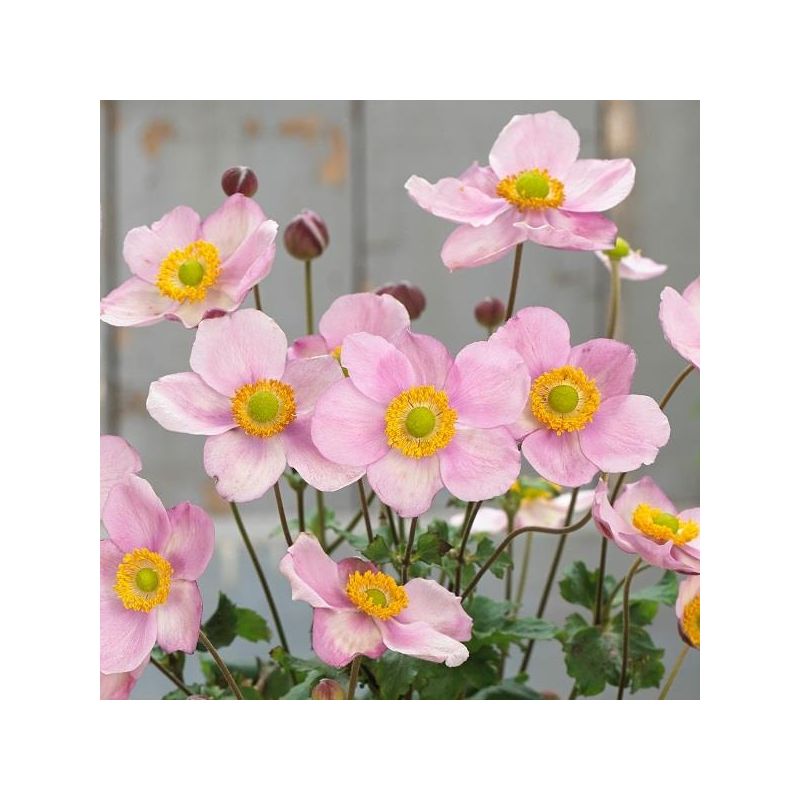 Anemone japonica Pink Cloud - Japanese Anemone
