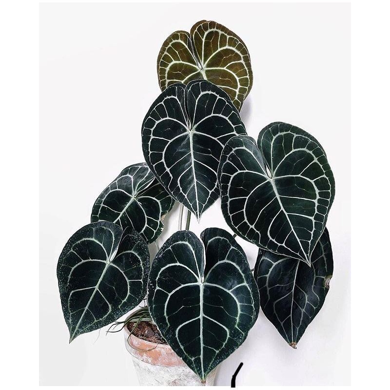 Anthurium Clarinervium Var TC Précommande