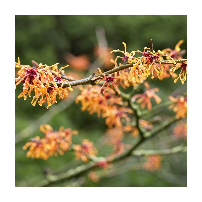 Hamamelis x intermedia Aphrodite