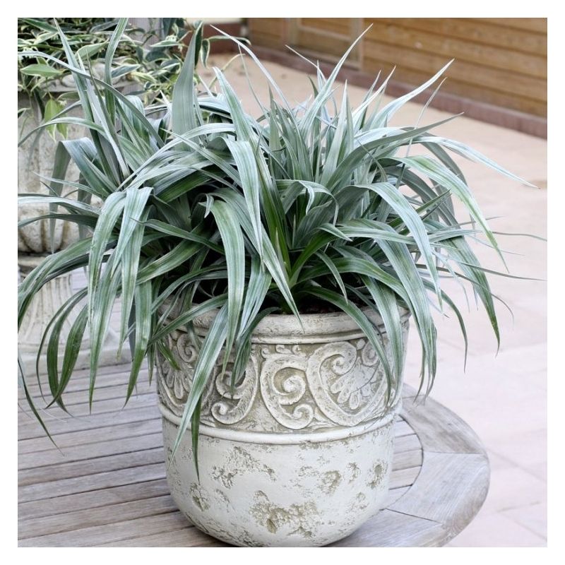 Astelia chatamica Silver Shadow - Silver Spear