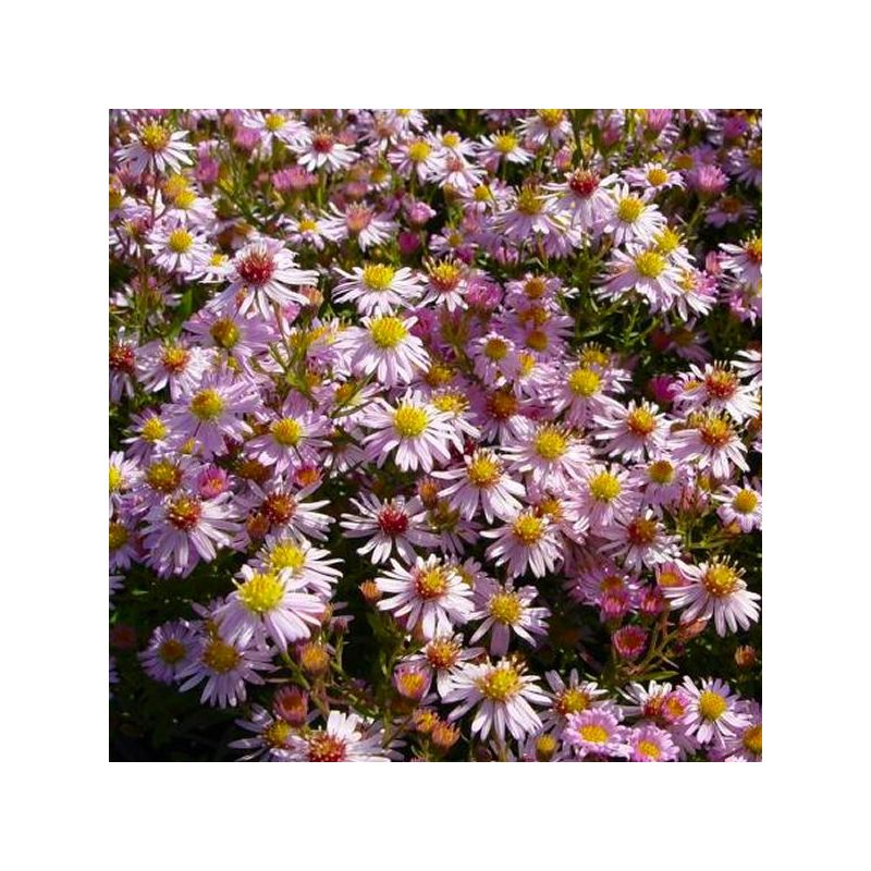Aster Ericodes Pink Cloud