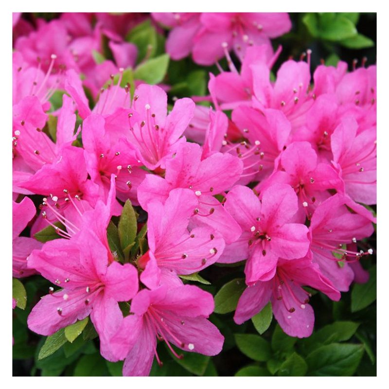 Azalea japonica Anouk Evergreen Pink Azalea