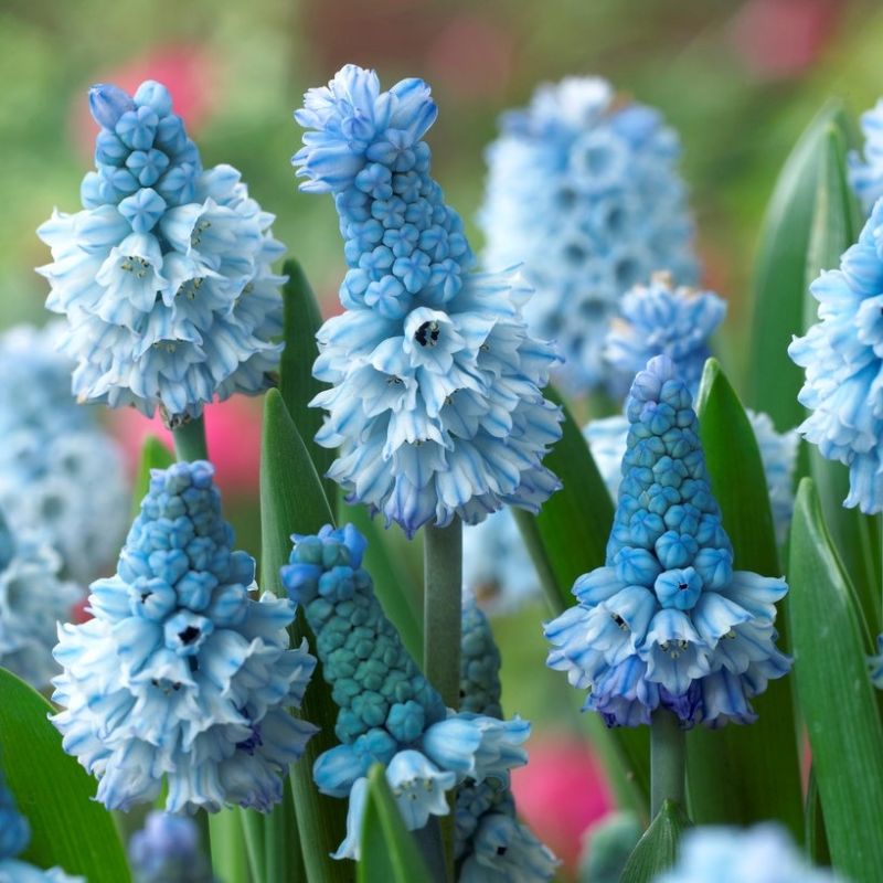 Azureuma Muscari Azureum - Pack of 15 Bulbs