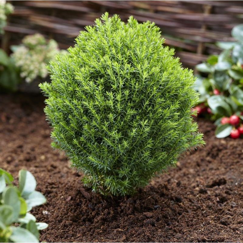 Thuja occidentalis 'Teddy' - Dwarf Slow Growing Conifer
