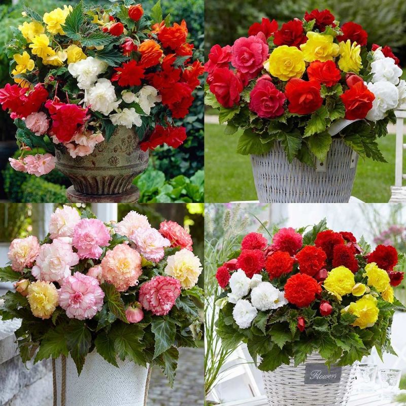 Illuminating Mixed Begonia Selection Pack of TWENTY Double Flowering