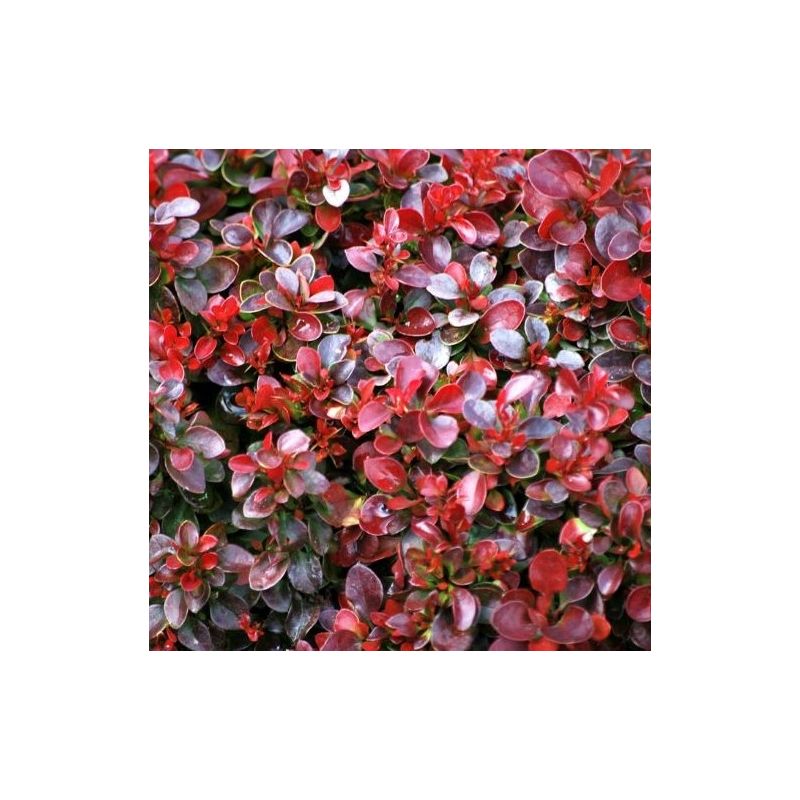 Berberis thunbergii atropurpurea 'Bagatelle' - Barberry