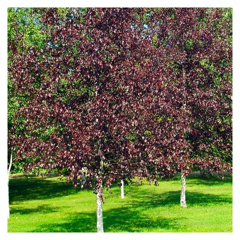 Betula Pendula Royal Frost Birch Tree