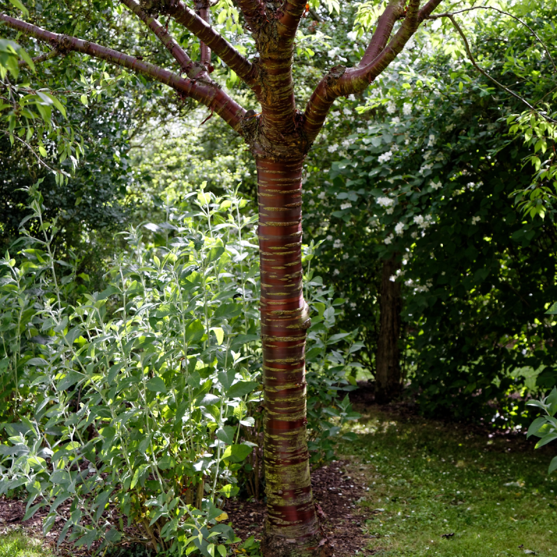 Prunus serrula - Tibetan Cherry Tree - Circa 2m Tall