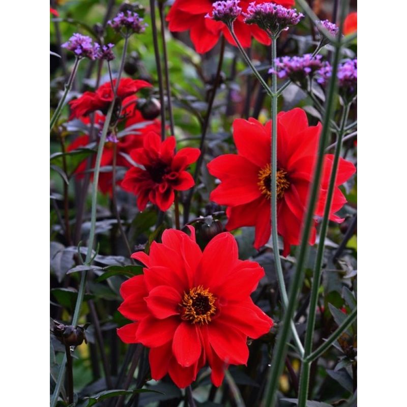 nerine plant Nerine filifolia  Secret Garden Growers