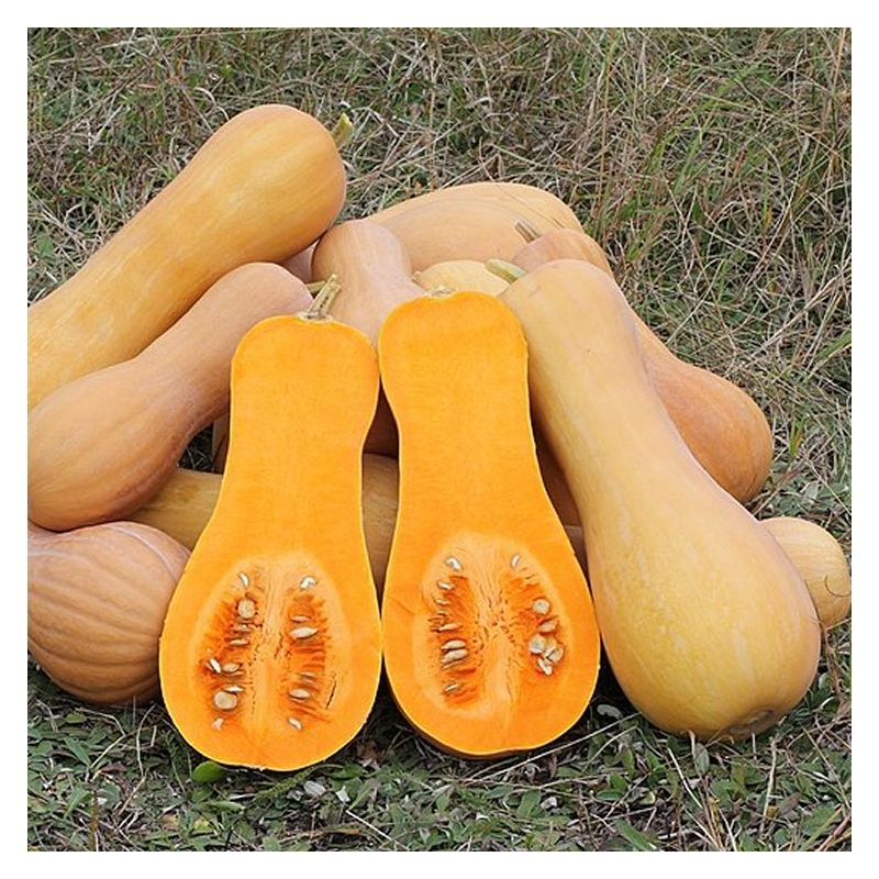 Butternut Squash ‘Waltham’