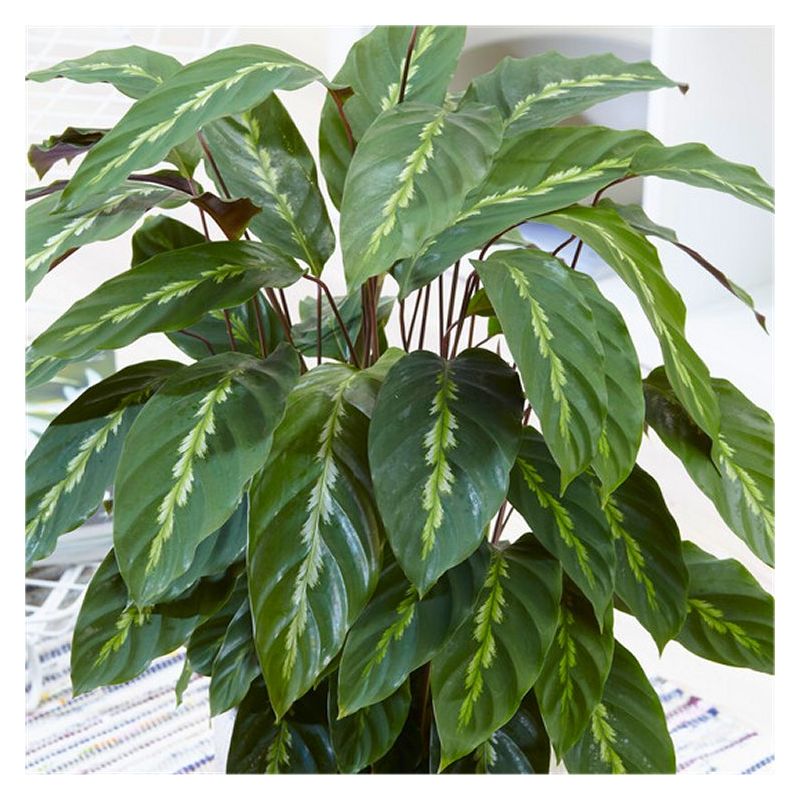 Calathea louisae 'Mauri Queen' - Prayer Plant
