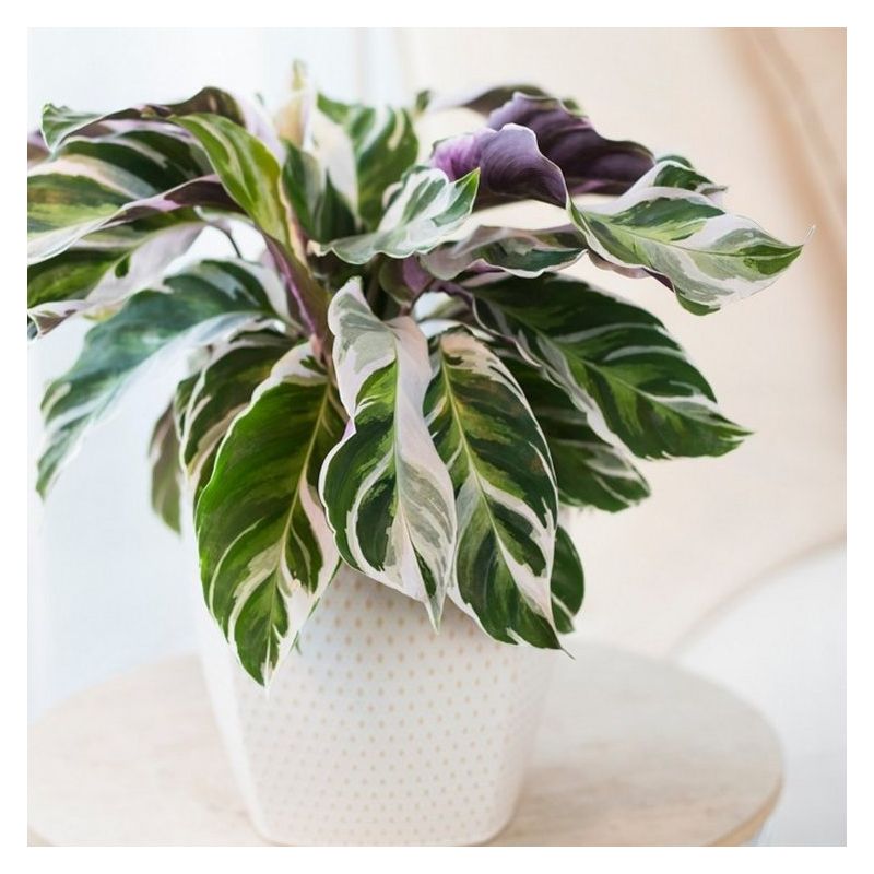 mini dracena Mini Dracaena Marginata | Mini Plants