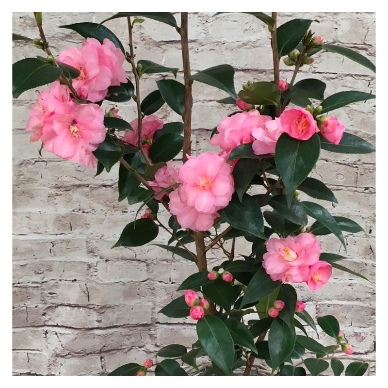 Camellia Spring Festival - Pink Blooming Evergreen