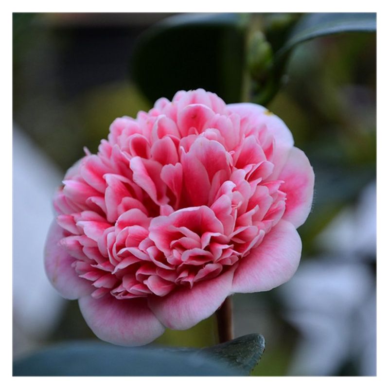 Camellia japonica Volunteer - Exquisite Large Flowered Evergreen in Bud -  LARGE Specimen