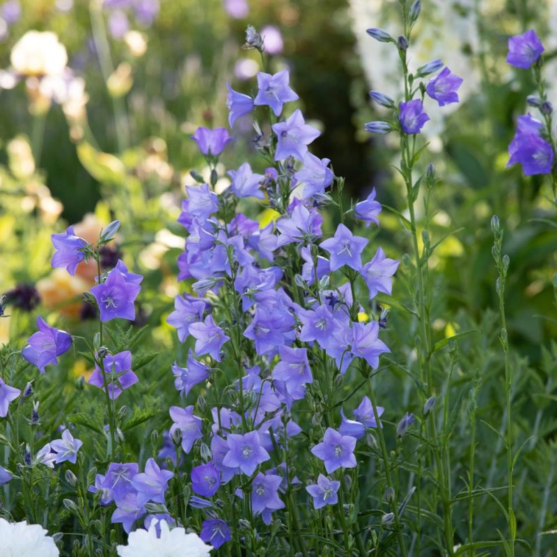campanula-persicifolia-telham-