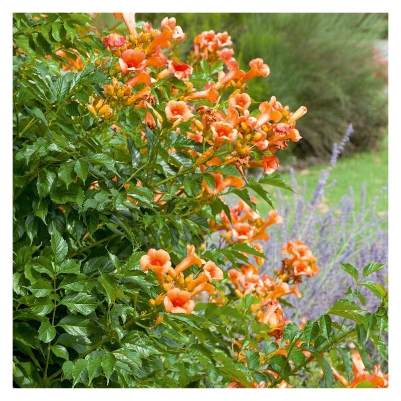 Campsis radicans 'Indian Summer' - Trumpet Vine