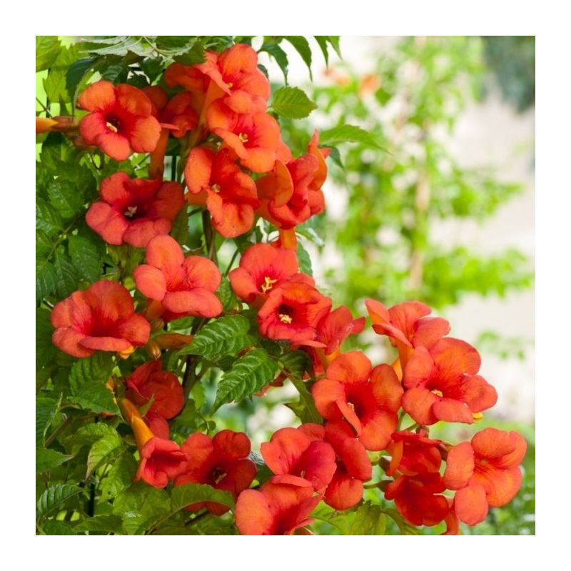 Campsis x tagliabuana Madame Galen - Trumpet Vine