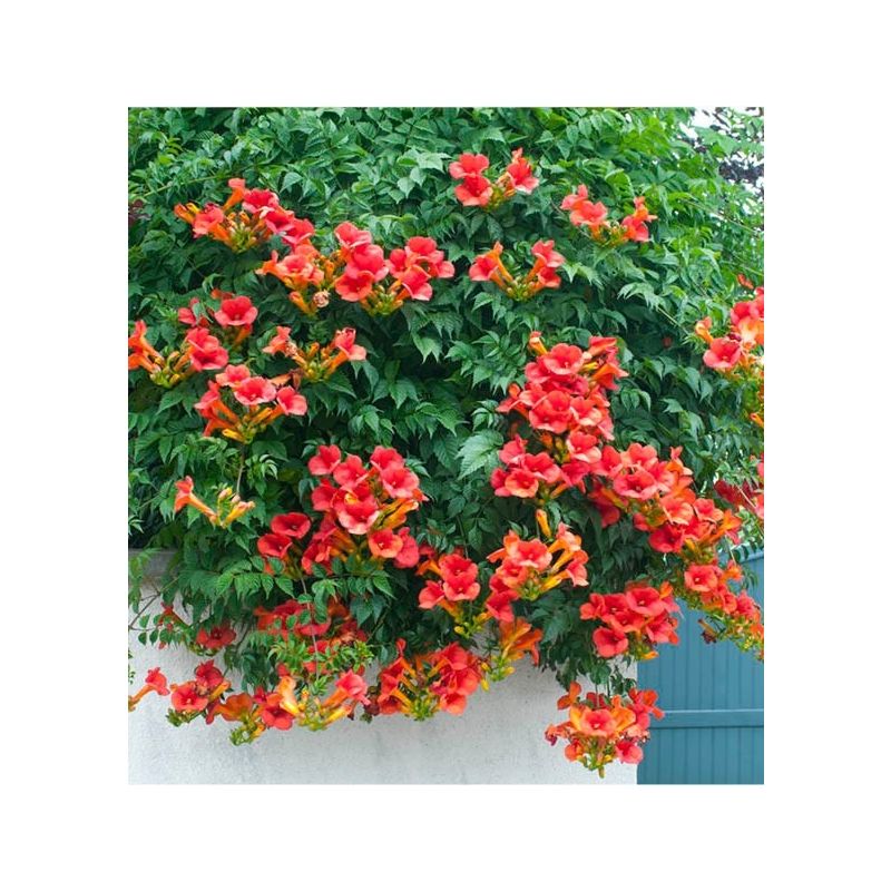 Campsis 'Summer Jazz' Fire Trumpet Red -  Trumpet Vine