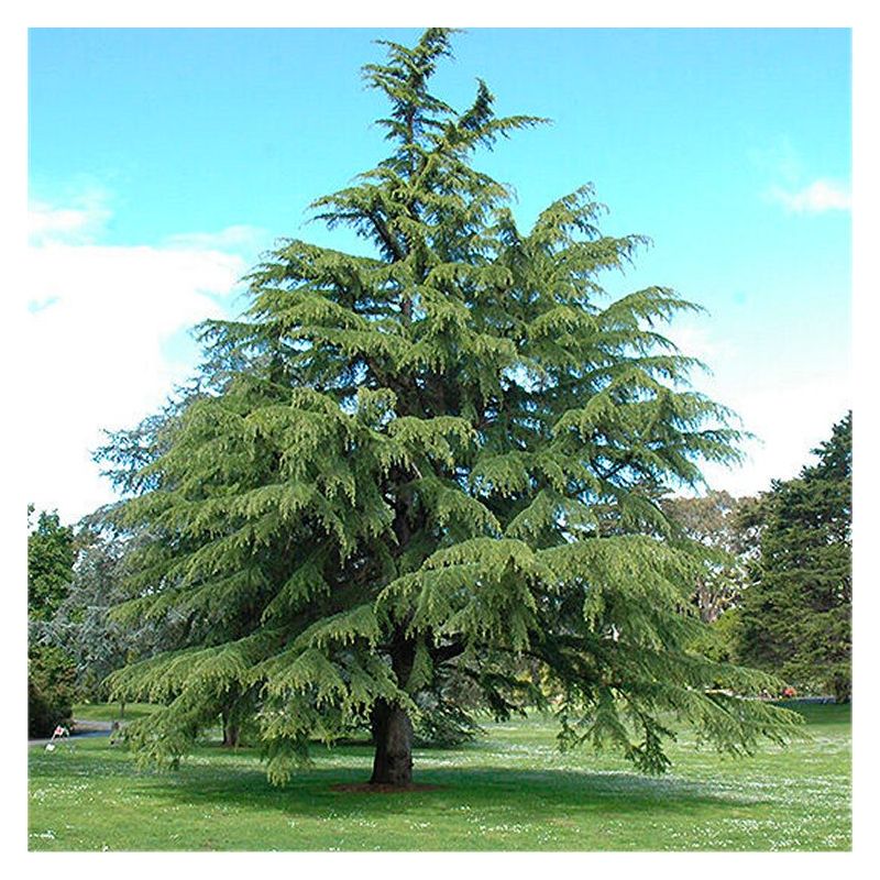 Cedrus () Cedrus