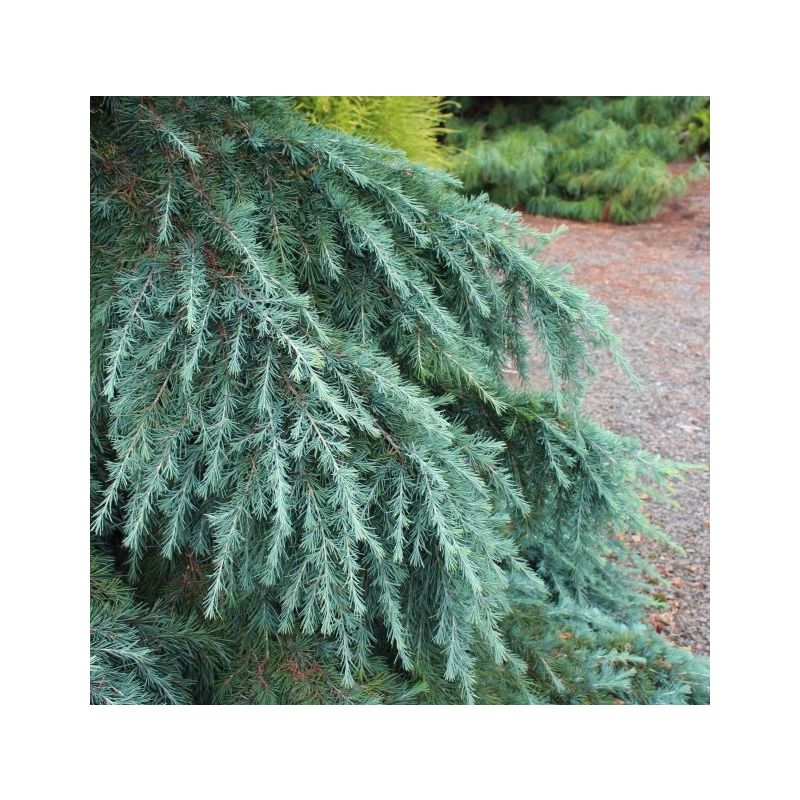 Cedrus deodara Feeling Blue
