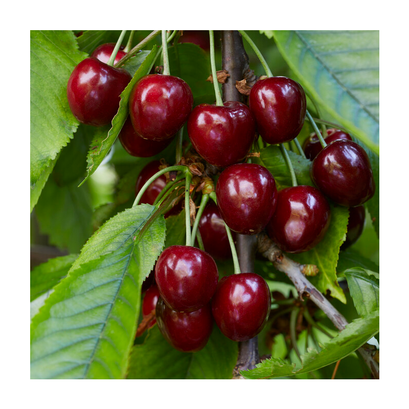 Cherry Tree - Celeste Patio (Gisela 5) - 150-170cm Tall