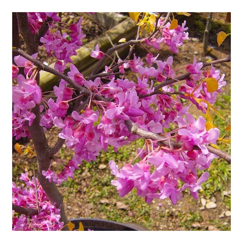 Cercise Rising Sun Cercis canadensis The Rising Sun - North American Redbud Tree