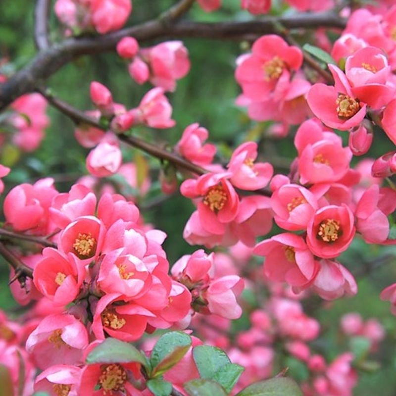 Chaenomeles Pink Trail (Pink Trail, Kdoulovce Pink, Chaenomeles Pink, Chaenomeles Pink Trail, Kdoulovec Pink Trail) Chaenomeles Pink Trail