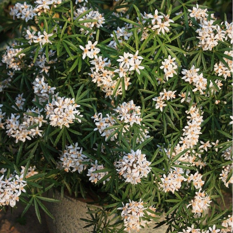 choisya-x-dewitteana-white-
