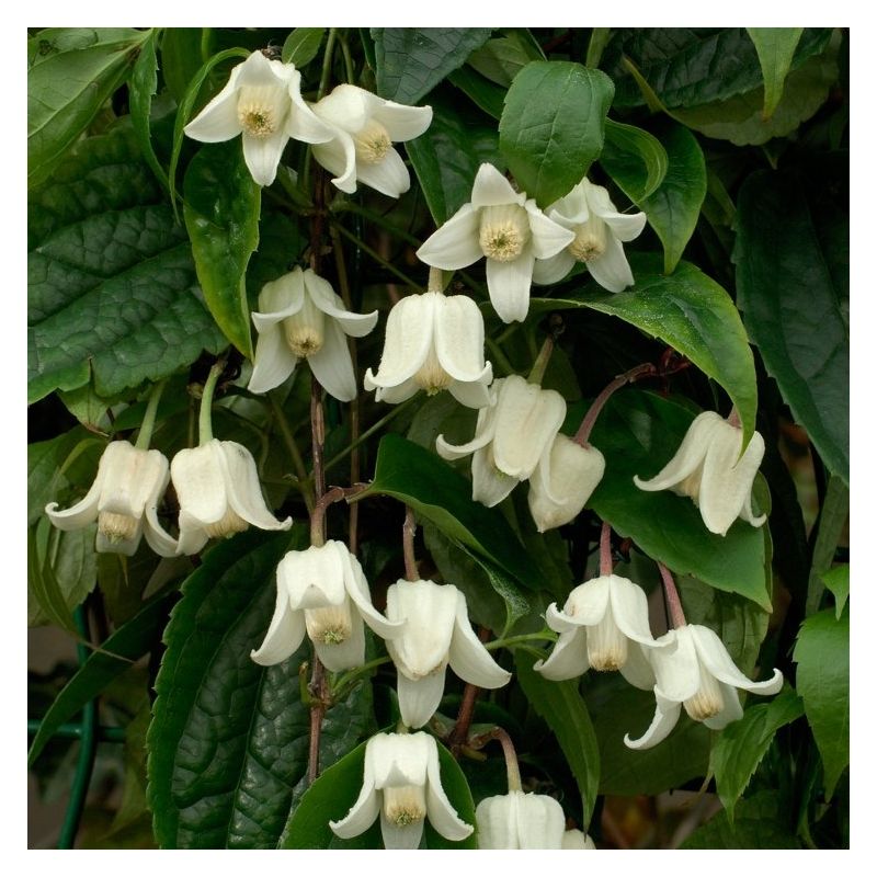 BLACK FRIDAY DEAL - Clematis Winter Beauty - Evergreen, Hardy, Winter blooming climber - Flowers December to late March
