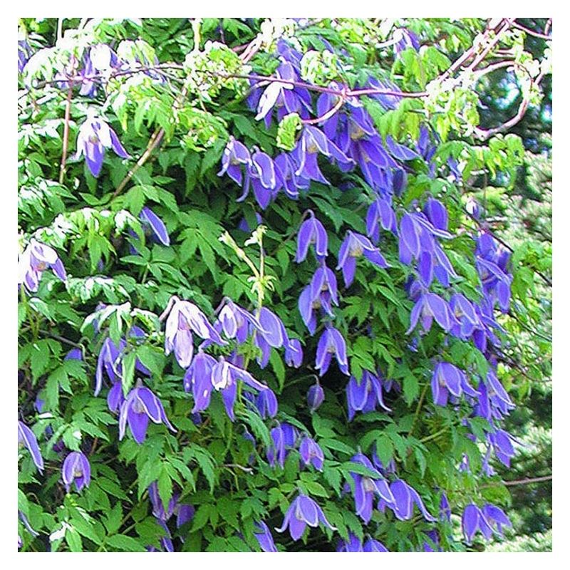 clematis_jiska_1.jpg