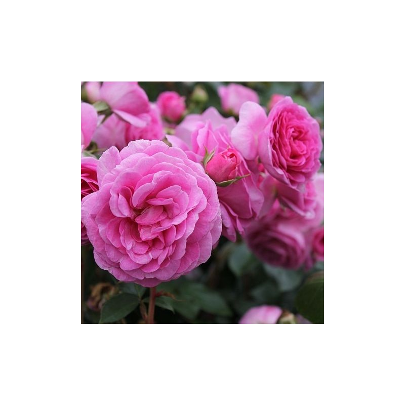Large 6-7ft Specimen Climbing Rose - Ozeana