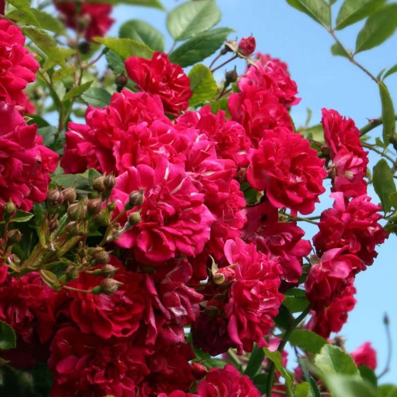 Rose Rise Compressor Large 5-6ft Climbing Rose Excelsa