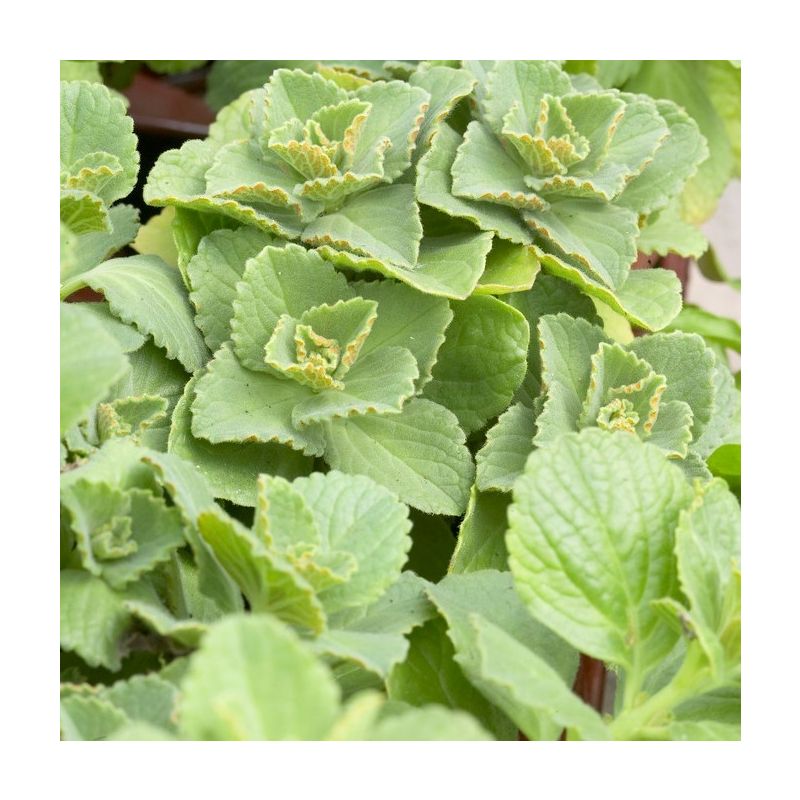 Scaredy Cat Plant Plectranthus caninus Coleus canina Live -  Portugal