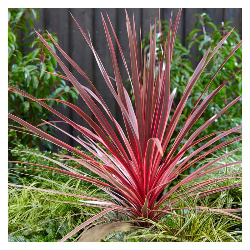 Cordyline Australis Charlie Boy Torbay Palm cordyline-australis-charlie-boy-torbay-palm