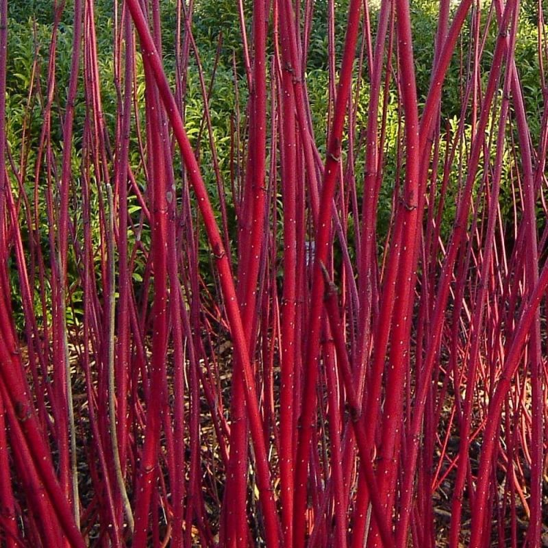 Cornus alba Sibirica Varigata (Elegantissima) - 150-180cm