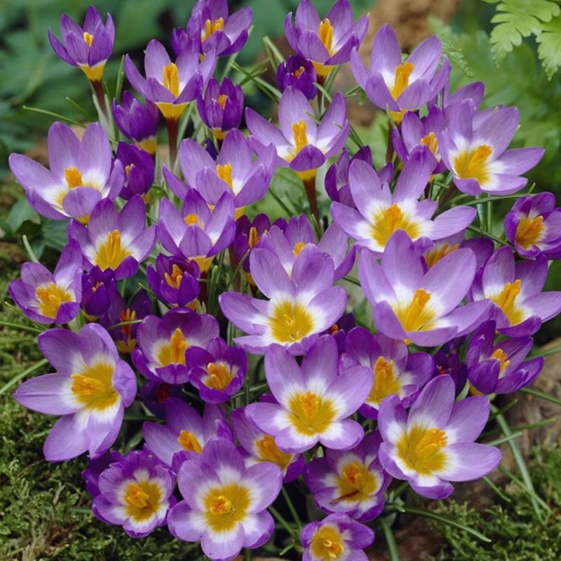 Bulbi Di Croco Misti Specie – Piccoli Fiori Nani Resistenti Per La Fioritura Primaverile – Per Naturalizzare Nel Prato, Altezza 10 Cm