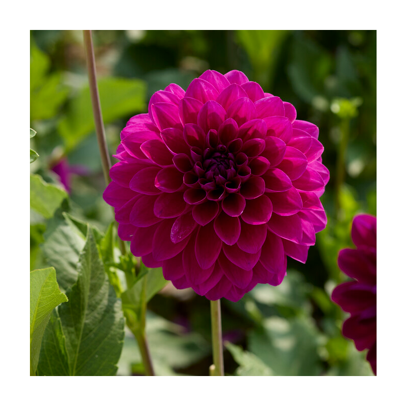 dahlia-randy-crawford