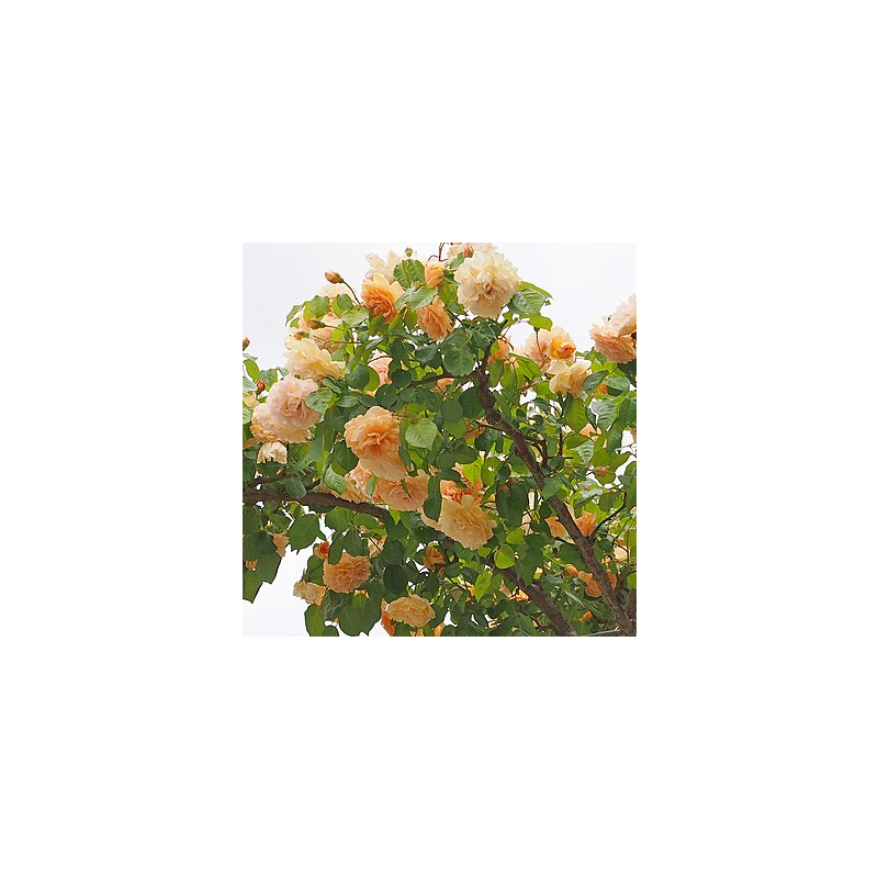 Rose 'Buff Beauty' - Shrub Rose